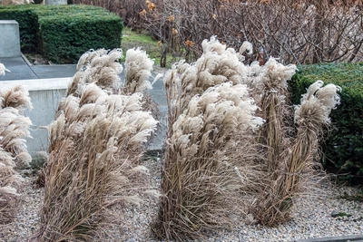 Frostbedecktes Miscanthus sinensis 'Miss Mini' im Winter, zusammengebunden im Kiesbeet.