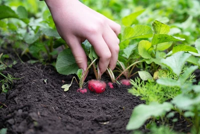 Hand erntet Radieschen aus dem Beet.