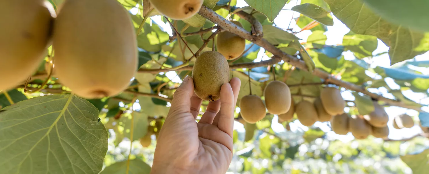 Hand erntet eine reife Kiwi direkt von der Pflanze.