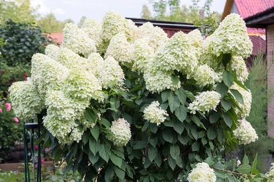 Weiße Rispenhortensien mit großen, dicht gefüllten Blüten in einem Garten.