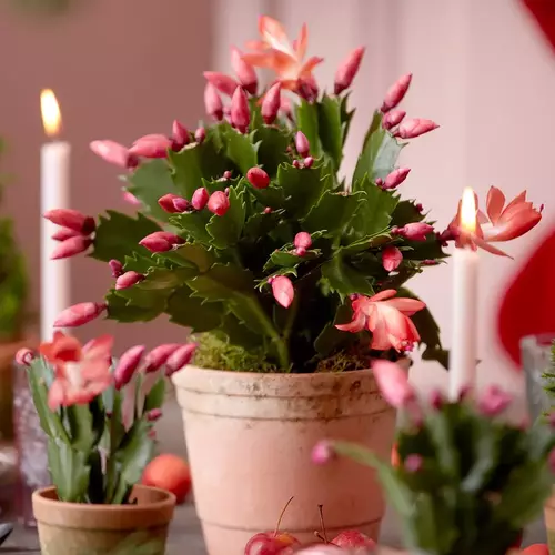 Das Bild zeigt einen festlich dekorierten Esstisch mit einem Weihnachtskaktus in voller Blüte als Mittelpunkt. Der Kaktus ist in einem rustikalen Topf und von weiteren kleinen Pflanzen umgeben, was eine warme und einladende Atmosphäre schafft, perfekt für ein weihnachtliches Beisammensein.