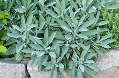 Ein Busch Echter Salbei mit silbrig-grünen, länglichen Blättern wächst in einem Garten neben einem Steinumrandung. Im Hintergrund sind weitere Pflanzen zu sehen.