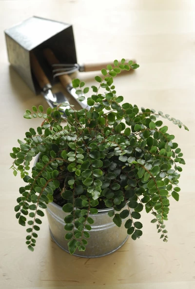 Neuseeland-Farn (Pellaea rotundifolia) in einem Zinktopf mit Gartengeräten im Hintergrund