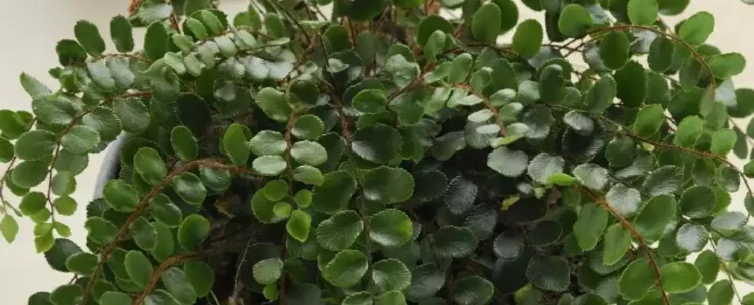 Neuseeland-Farn (Pellaea rotundifolia) in einem Zinktopf mit Gartengeräten im Hintergrund