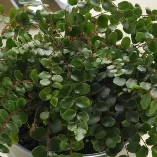 Neuseeland-Farn (Pellaea rotundifolia) in einem Zinktopf mit Gartengeräten im Hintergrund