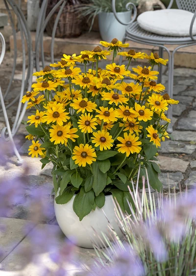 Ein großer Topf mit zahlreichen gelben Rudbeckia-Blüten steht auf einer gepflasterten Terrasse neben Gartenmöbeln.