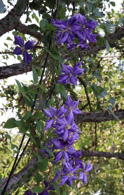Die Clematis viticella zeigt ihre violett-weiß geaderten Blüten, die sich dekorativ durch die Äste eines Baumes ranken.
