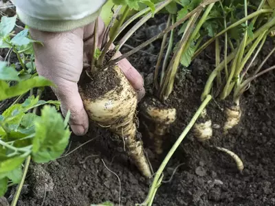 Hand zieht eine Pastinake aus der Erde.