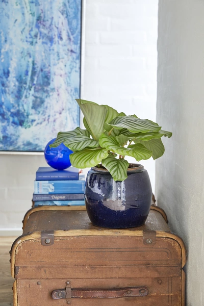 Korbmaranthe (Calathea) mit breiten, grünen Blättern, die eine deutliche Streifenmusterung aufweisen, in einem blauen Topf, der auf einer alten Truhe steht