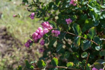 Schneebeerenstrauch mit rosa Früchten im Garten.