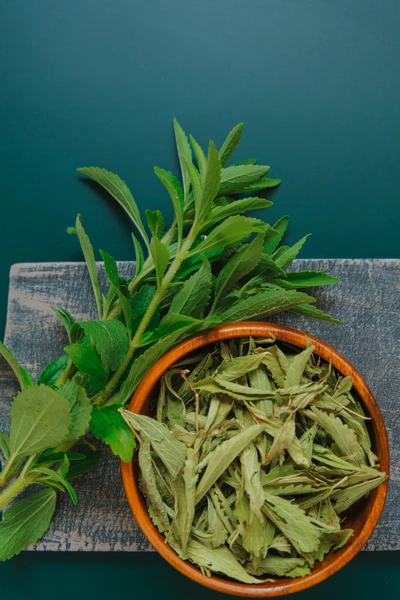 Ein Teller mit getrockneten Blättern des Süßkrauts (Stevia rebaudiana) liegt auf einem grünen Tisch, während frische, grüne Blätter neben dem Teller arrangiert sind. Die Pflanzen wirken frisch und gut gepflegt.