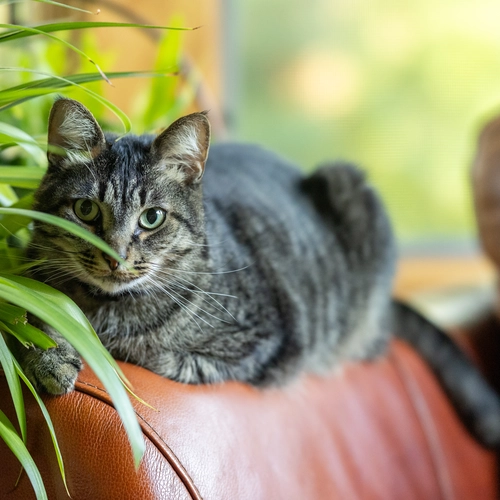 Eine getigerte Katze liegt entspannt auf einer braunen Ledercouch neben einer Grünlilie.