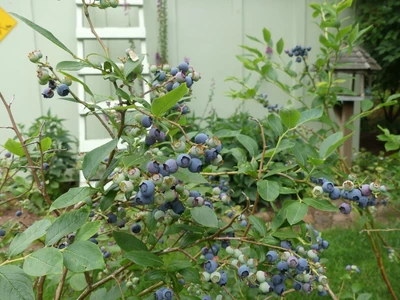 Ein Heidelbeerstrauch im Garten mit vielen reifen und unreifen Beeren vor einem hellen Hintergrund.