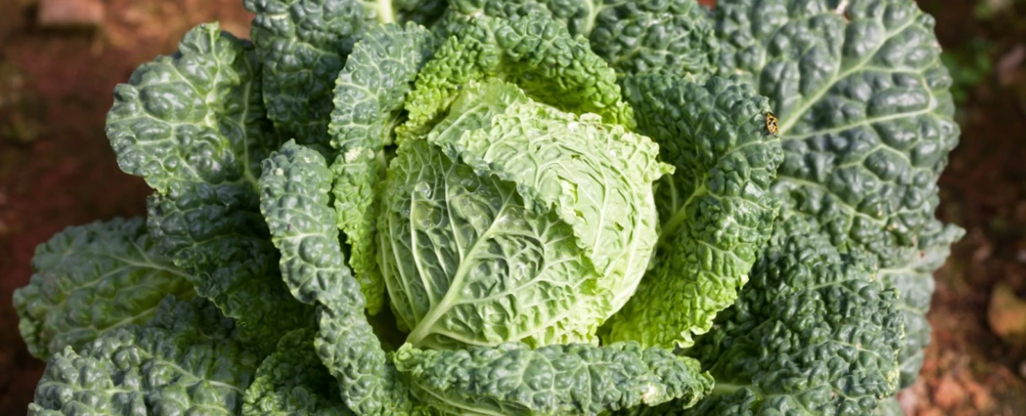 Nahaufnahme eines frischen Wirsingkopfes im Gartenbeet.