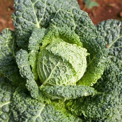 Nahaufnahme eines frischen Wirsingkopfes im Gartenbeet.