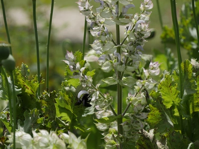Blühender Muskateller-Salbei mit hohen, aufrechten Stängeln und hellvioletten Blüten, umgeben von grünen, gezackten Blättern, mit einer dunklen Hummel, die eine Blüte besucht.