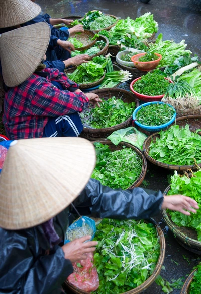 Rotes Basilikum (Ocimum basilicum) wird auf einem Markt von mehreren Menschen geerntet und sortiert. Die Kräuter sind in verschiedenen Körben angeordnet, umgeben von anderen frischen Gemüse- und Kräuterarten, während die Arbeiter Hüte tragen.