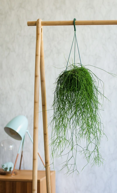 Ein Korallenkaktus, der in einem hängenden Topf an einem hölzernen Ständer befestigt ist, fügt sich harmonisch in eine minimalistisch eingerichtete Ecke mit einer Lampe und einem Tisch im Hintergrund ein