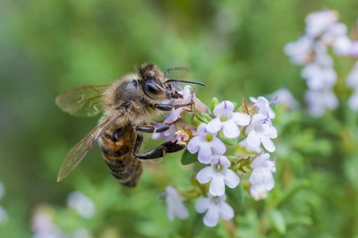 Eine Biene sammelt Pollen von den zarten Blüten des echten Thymians, während die grünen Blätter und die bunten Blumen im Hintergrund unscharf zu sehen sind.