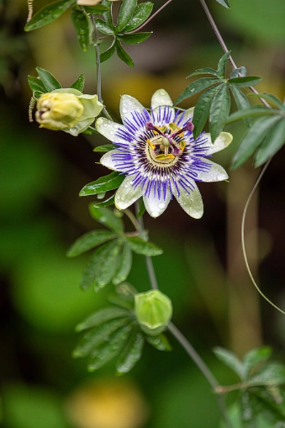 Blühende Blaue Passionsblume (Passiflora caerulea) mit Knospen und Blättern.