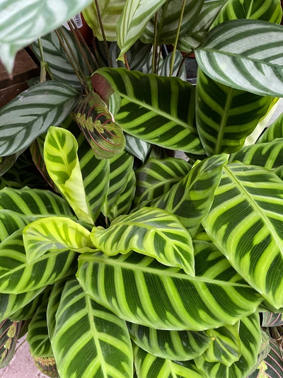 Korbmaranthe (Calathea) mit leuchtend grünen Blättern, die ein markantes Streifenmuster in hell- und dunkelgrün aufweisen