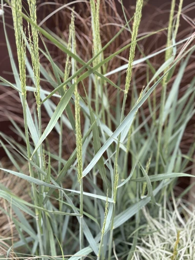 Blaues Präriegras (Panicum virgatum 'Prairie Sky') mit aufrechten, zarten Blütenrispen über blaugrünem Laub.