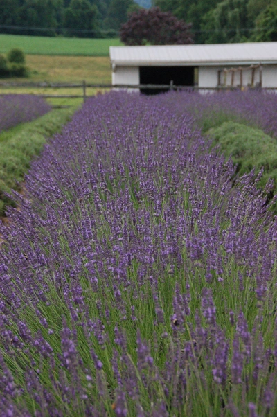 Ein großes Lavendelfeld mit dichten violetten Blüten erstreckt sich in Reihen zu einer weißen Scheune im Hintergrund. Die Landschaft ist von grünen Feldern und Bäumen umgeben. Das sanfte Licht unterstreicht die ländliche, ruhige Atmosphäre.