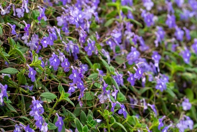 Mehrere blaue Drehfruchtpflanzen in voller Blüte