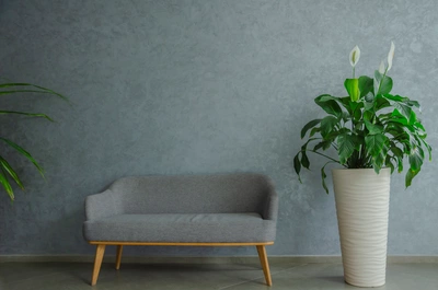 Friedenslilie in einem hohen, weißen Topf neben einem grauen Sofa in einem modern eingerichteten Raum