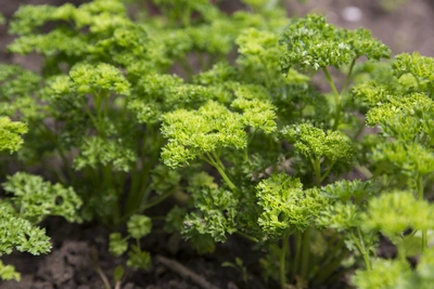 Frische Krause Petersilie (Petroselinum crispum) wächst in einem Gartenbeet. Die grünen, lockeren Blätter bieten einen frischen, lebendigen Anblick, der die Pflanze gesund und üppig erscheinen lässt.