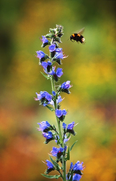 Eine Biene fliegt um eine Ysop-Pflanze (Hyssopus officinalis) mit blauen Blüten. Der Hintergrund ist unscharf, aber farbenfroh, wodurch die Pflanze und die Biene hervorgehoben werden.