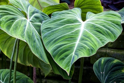 Samtige Blätter eines Philodendron gloriosum