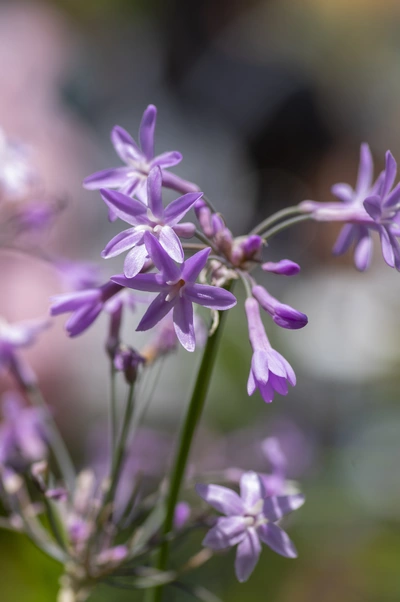 Die Blüten des Knoblauchgrases (Allium tuberosum) in zarten Lila- und Rosa-Tönen entfalten sich auf langen Stielen. Die Blüten sind klein und gruppiert, wodurch die Pflanze ein luftiges, elegantes Aussehen erhält.