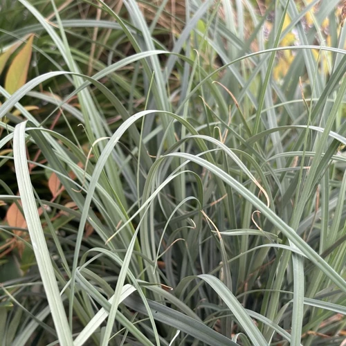 Carex panicea mit aufrechtem, leicht überhängendem Wuchs und silbrig-blauen Halmen im gemischten Beet.