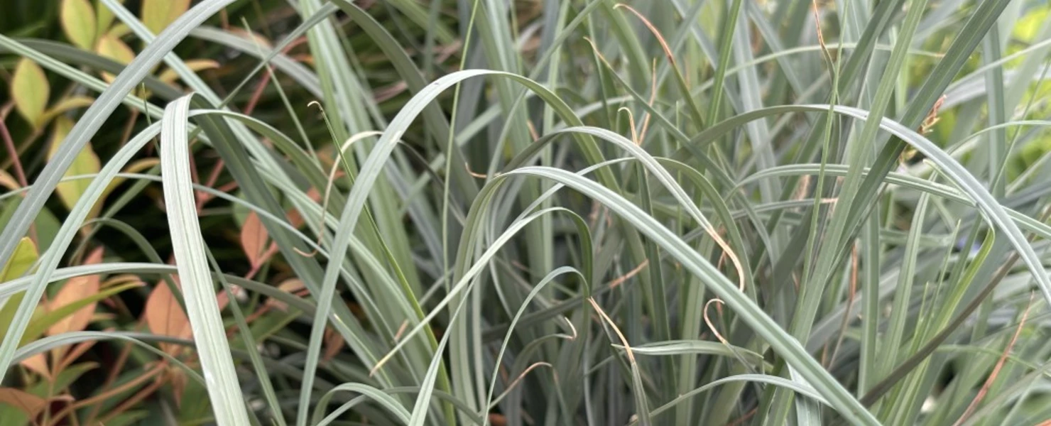 Carex panicea mit aufrechtem, leicht überhängendem Wuchs und silbrig-blauen Halmen im gemischten Beet.