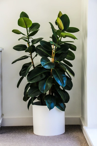 Ein Gummibaum in einem weißen Topf in der Ecke eines Raumes