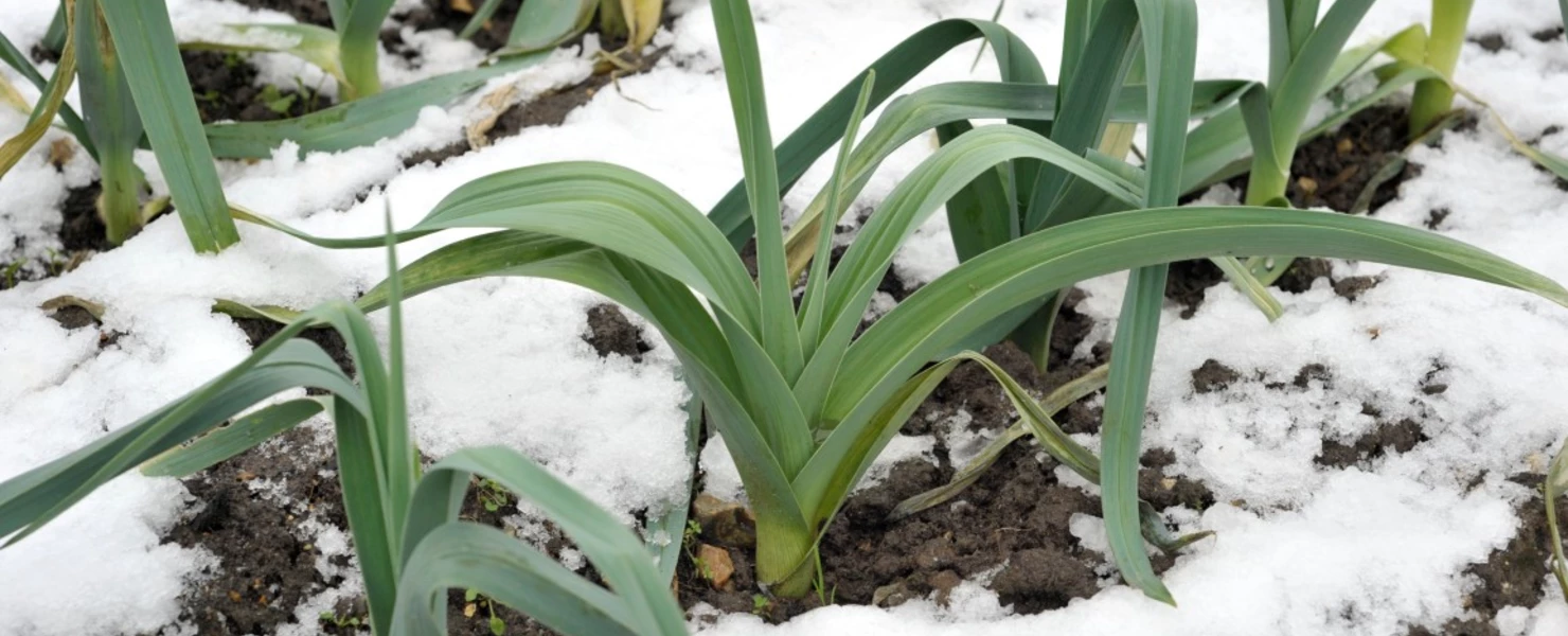 Winterlauch-Pflanzen wachsen im verschneiten Gemüsebeet.