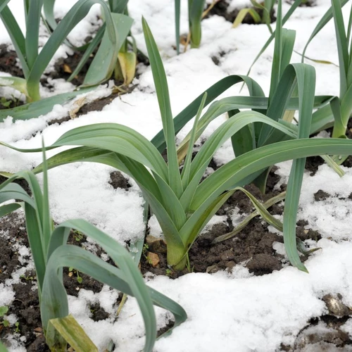 Winterlauch-Pflanzen wachsen im verschneiten Gemüsebeet.