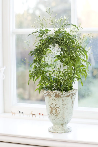 Eine Zimmerjasmin-Pflanze in einem verzierten, antik wirkenden Topf steht auf einer Fensterbank vor einem hellen Fenster