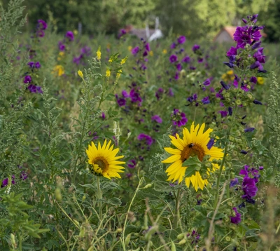 Wildblumenwiese mit leuchtend gelben Sonnenblumen und violetter Mauretanischer Malve. Die Pflanzen wachsen dicht beieinander, während im Hintergrund unscharfe Bäume und Gebäude zu sehen sind.