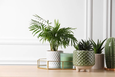 Kleine Bergpalme in weißem Blumentopf auf einem Tisch, dekoriert mit weiteren Pflanzen und Kerzen.