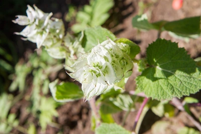 Nahaufnahme von zwei weißen Blüten des Muskateller-Salbeis, umgeben von grünen, gezackten Blättern mit violetten Stielen, im Sonnenlicht.