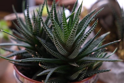 Eine Haworthia-Pflanze in einem braunen Tontopf mit dunkelgrünen, weiß gestreiften Blättern
