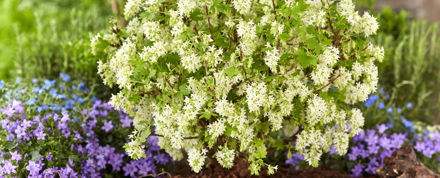 Weiß blühende Blüten-Johannisbeere (Ribes sanguineum) in einem Gartenbeet, umgeben von violetten Stauden.