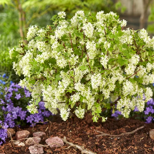 Weiß blühende Blüten-Johannisbeere (Ribes sanguineum) in einem Gartenbeet, umgeben von violetten Stauden.