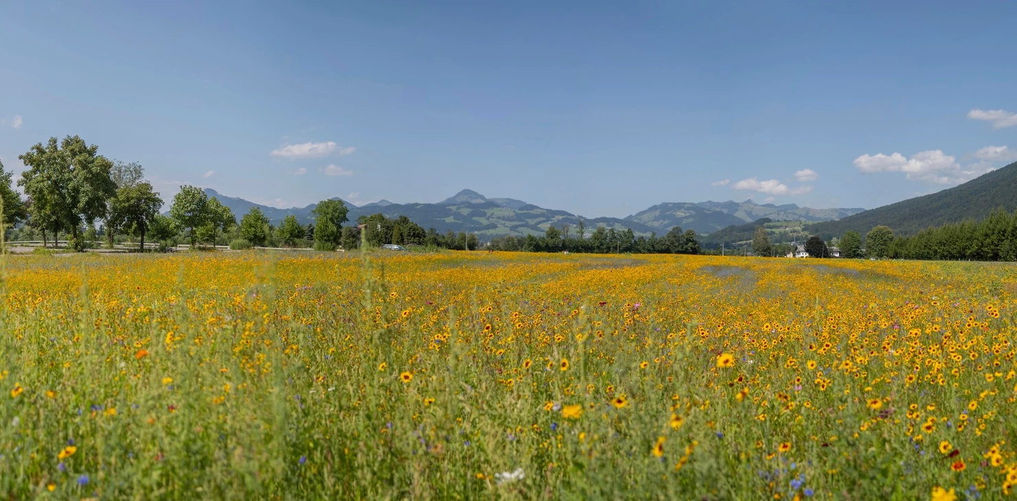 Man sieht ein Panoramabild einer große bunte Blumenwiese vor dem Eingang der Erlebnisgärtnerei Hödnerhof.