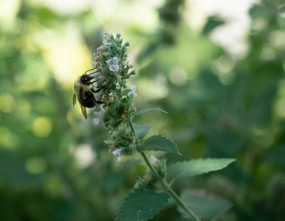 Eine Hummel mit gelb-schwarzem Körper sammelt Nektar an den weißen Blüten der Weißen Melisse. Die Pflanze hat grüne, gezackte Blätter, und der Hintergrund ist unscharf mit sonnigen Lichtflecken im Grünen.