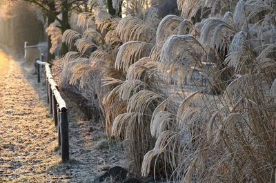 Mit Raureif bedecktes weißes Chinaschilf an einem frostigen Morgen.