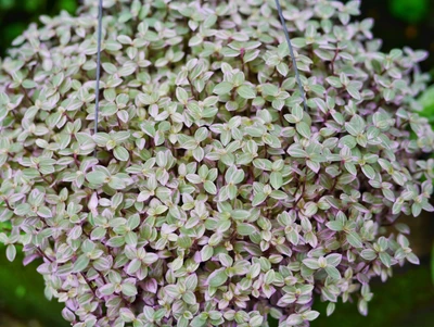 Callisia in hellgrün und zartrosa - Nahaufnahme