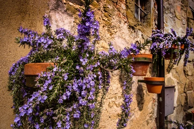 Hängender Rosmarin (Salvia rosmarinus) wächst in Töpfen an einer Wand. Die langen, grünen Zweige sind mit violetten Blüten bedeckt, die das Bild lebendig machen. Die Pflanzen hängen dekorativ von der Wand herunter.